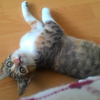 Tekir Kedi, Kedi  MAYA fotoğrafı