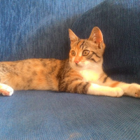 Tekir Kedi, Kedi  MAYA fotoğrafı