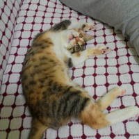 Tekir Kedi, Kedi  MAYA fotoğrafı