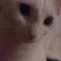 Van Kedisi, Kedi  Kartopu fotoğrafı