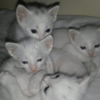 Van Kedisi, Kedi  Kartopu fotoğrafı