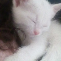 Van Kedisi, Kedi  Kartopu fotoğrafı