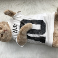 Scottish Fold, Kedi  Martin fotoğrafı