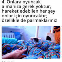 Tekir Kedi, Kedi  Obiş fotoğrafı