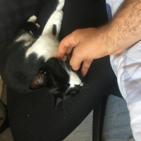 Tuxedo (Smokin) Kedi, Kedi  Müjgan fotoğrafı