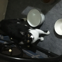 Tuxedo (Smokin) Kedi, Kedi  Müjgan fotoğrafı