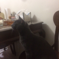 Chartreux, Kedi  Paşa fotoğrafı