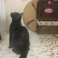 Chartreux, Kedi  Paşa fotoğrafı