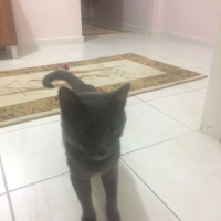 Chartreux, Kedi  Paşa fotoğrafı