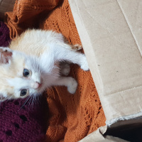 Tekir Kedi, Kedi  İsimi yok fotoğrafı