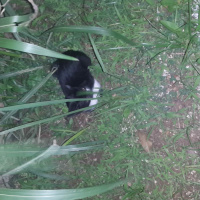 Tekir Kedi, Kedi  Silvester fotoğrafı