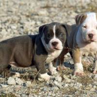 Amerikan Pitbull Terrier, Köpek  badi fotoğrafı