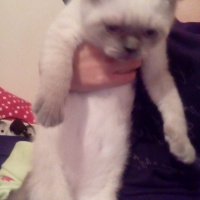 Scottish Fold, Kedi  uğur fotoğrafı