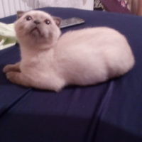 Scottish Fold, Kedi  uğur fotoğrafı