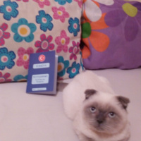 Scottish Fold, Kedi  uğur fotoğrafı