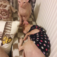 Sphynx, Kedi  Whiskey fotoğrafı
