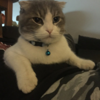 Mavi Rus, Kedi  Bora fotoğrafı