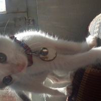 Tekir Kedi, Kedi  SHERLOCK fotoğrafı