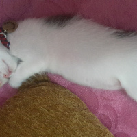 Tekir Kedi, Kedi  SHERLOCK fotoğrafı