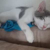 Tekir Kedi, Kedi  SHERLOCK fotoğrafı