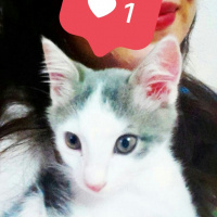 Tekir Kedi, Kedi  SHERLOCK fotoğrafı