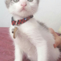 Tekir Kedi, Kedi  SHERLOCK fotoğrafı