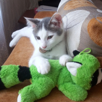Tekir Kedi, Kedi  SHERLOCK fotoğrafı