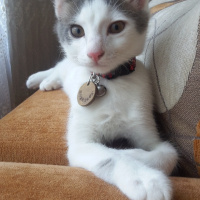 Tekir Kedi, Kedi  SHERLOCK fotoğrafı