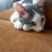 Tekir Kedi, Kedi  SHERLOCK fotoğrafı