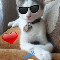 Tekir Kedi, Kedi  SHERLOCK fotoğrafı