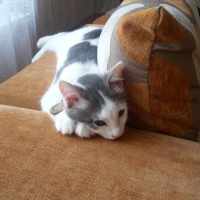 Tekir Kedi, Kedi  SHERLOCK fotoğrafı