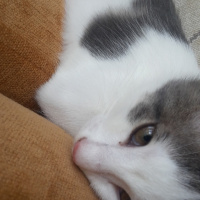 Tekir Kedi, Kedi  SHERLOCK fotoğrafı