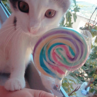 Tekir Kedi, Kedi  SHERLOCK fotoğrafı