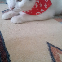 Tekir Kedi, Kedi  SHERLOCK fotoğrafı