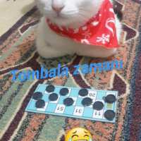 Tekir Kedi, Kedi  SHERLOCK fotoğrafı