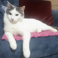Tekir Kedi, Kedi  SHERLOCK fotoğrafı