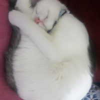 Tekir Kedi, Kedi  SHERLOCK fotoğrafı