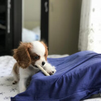 King Charles Spaniel, Köpek  Darvin fotoğrafı