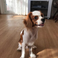 King Charles Spaniel, Köpek  Darvin fotoğrafı