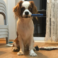 King Charles Spaniel, Köpek  Darvin fotoğrafı