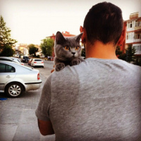 British Shorthair, Kedi  ÇaKıL fotoğrafı