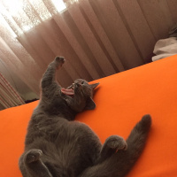 British Shorthair, Kedi  ÇaKıL fotoğrafı