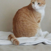 Tekir Kedi, Kedi  Kanşer fotoğrafı