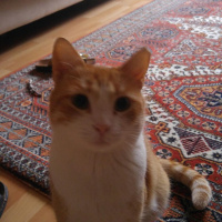 Tekir Kedi, Kedi  Kanşer fotoğrafı