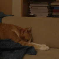 Tekir Kedi, Kedi  Kanşer fotoğrafı