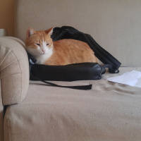 Tekir Kedi, Kedi  Kanşer fotoğrafı