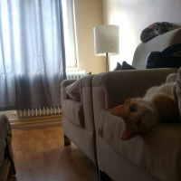Tekir Kedi, Kedi  Kanşer fotoğrafı
