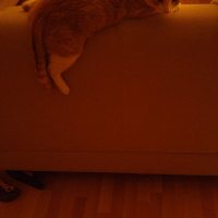Tekir Kedi, Kedi  Kanşer fotoğrafı