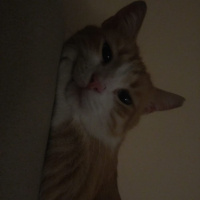 Tekir Kedi, Kedi  Kanşer fotoğrafı