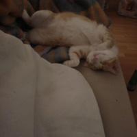 Tekir Kedi, Kedi  Kanşer fotoğrafı